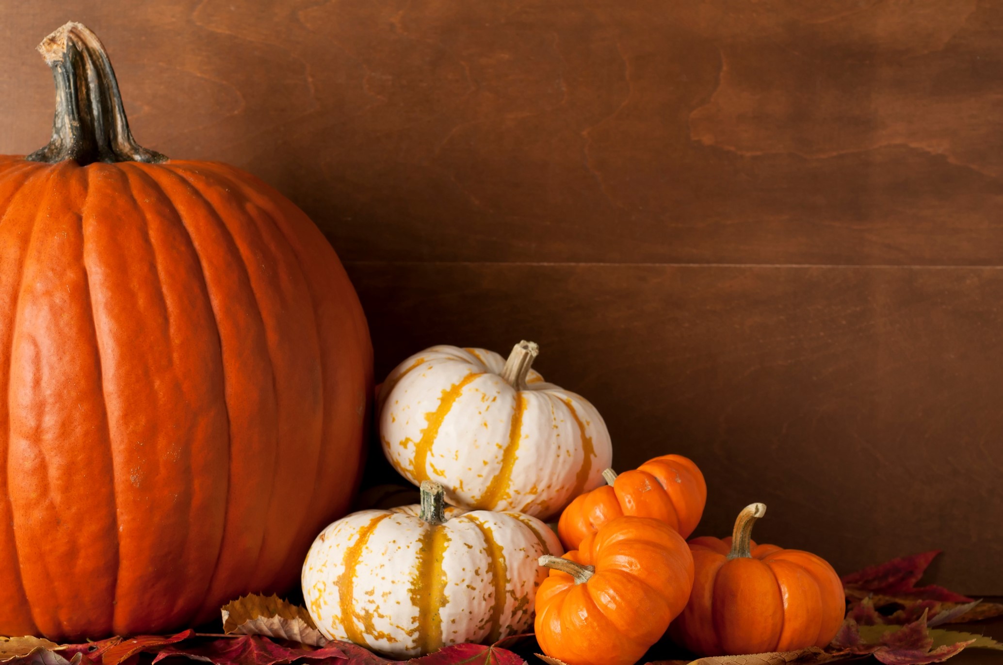 mixed size of pumpkins going from largest to smallest, left to right on screen.